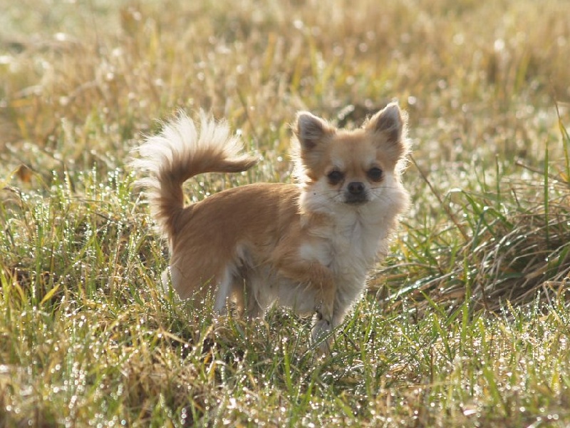 Ermine mutine d'acca -larentia