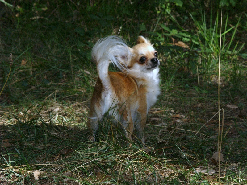 Ermine mutine d'acca -larentia