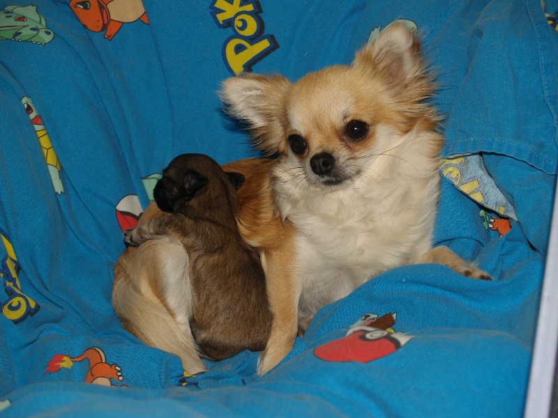 Des vifs d'or - Chihuahua - Portée née le 15/05/2012
