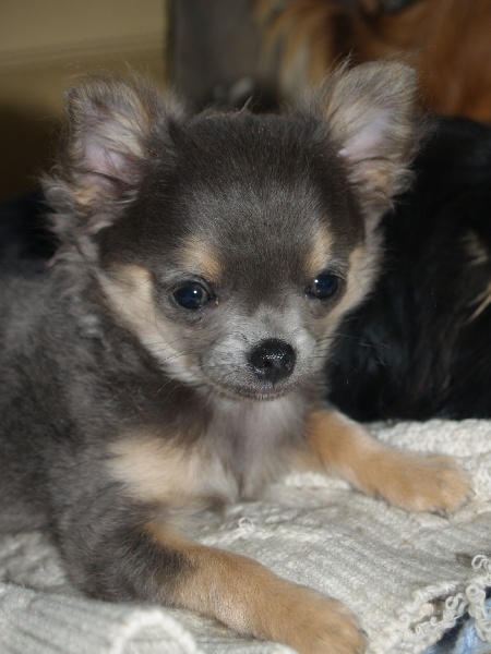 Des vifs d'or - Chihuahua - Portée née le 16/02/2012