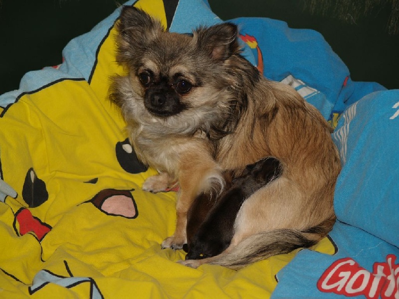 Des vifs d'or - Chihuahua - Portée née le 19/02/2014