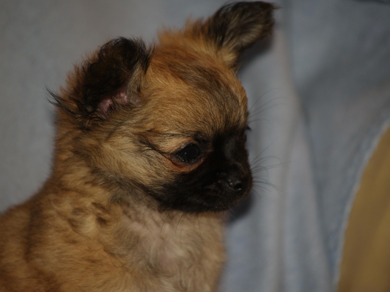 Des vifs d'or - Chihuahua - Portée née le 29/08/2013