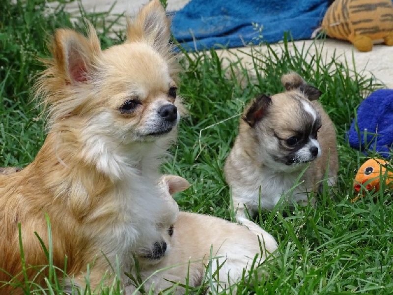 Des vifs d'or - Chihuahua - Portée née le 14/04/2015