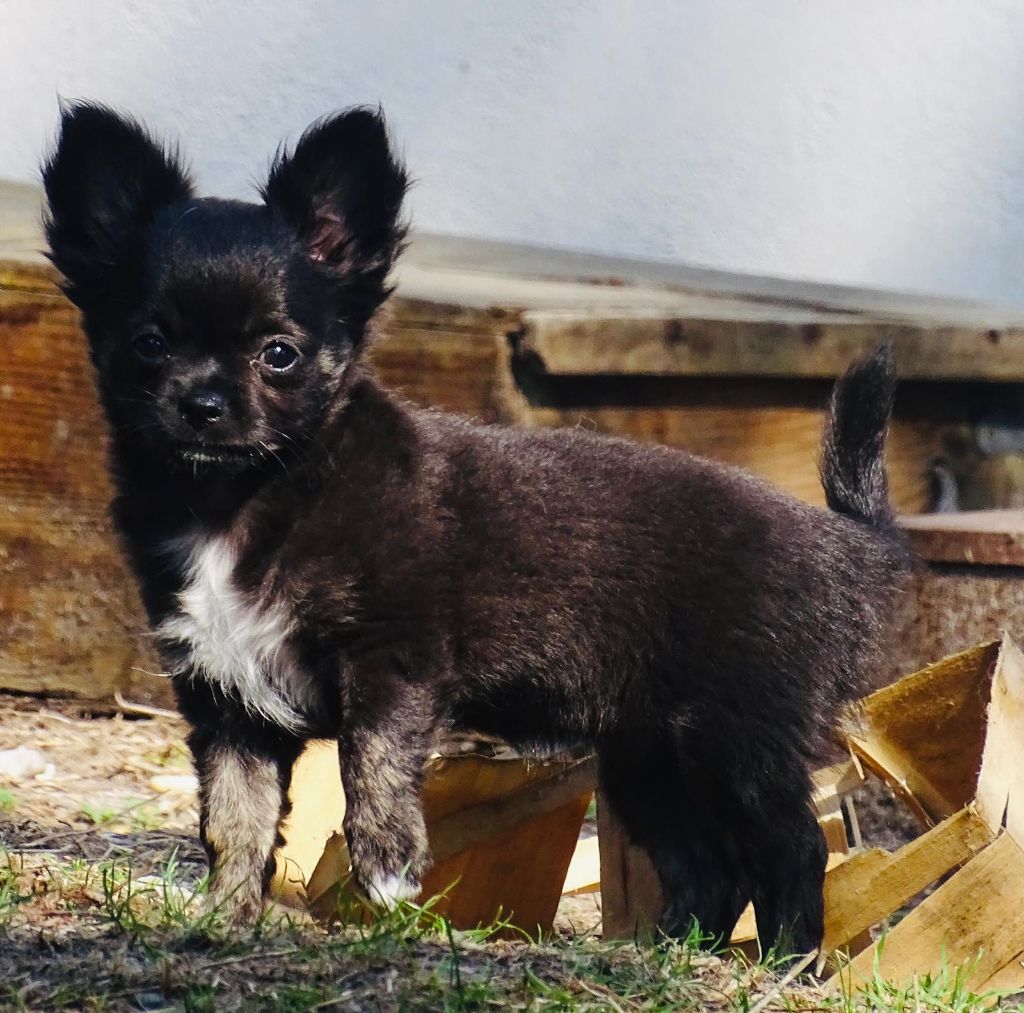 Des vifs d'or - Chihuahua - Portée née le 29/06/2020