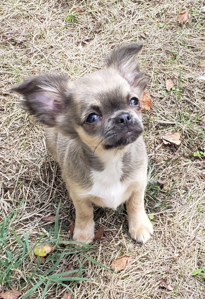 Des vifs d'or - Chihuahua - Portée née le 05/07/2022